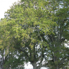 English oak- Cambridge Tree Trust